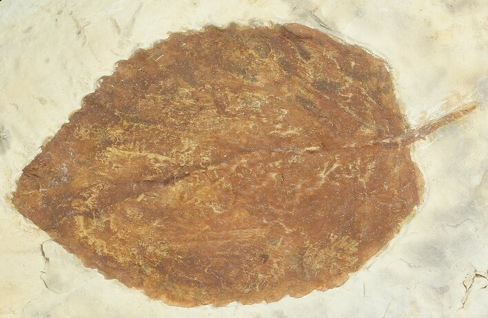 Fossil Leaf (Beringiaphyllum) - Montana #71502